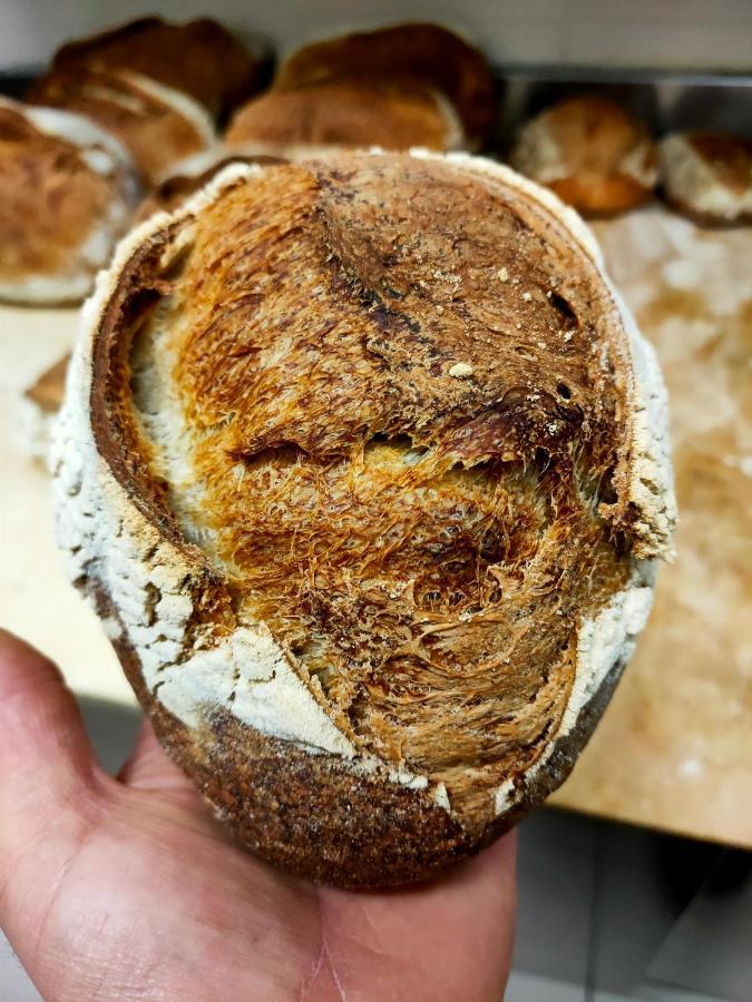 Paneolio B&B Poggio Picenze Eksteriør billede